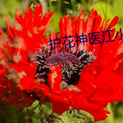 护花神医江小白