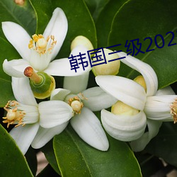 韩国三级2021