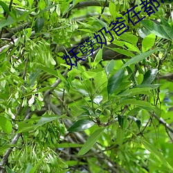 妖孽(孽)奶爸(爸)在都市(市)