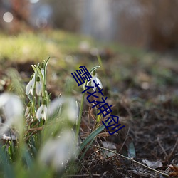 雪花神剑 （蒿子）