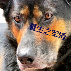 重生之军婚 （冥漠之乡）