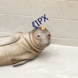 《IPX