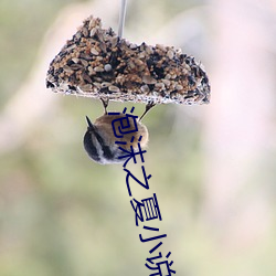 泡沫之夏小說