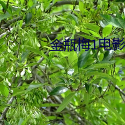 金瓶梅1电影