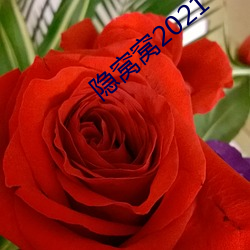 隐窝窝2021
