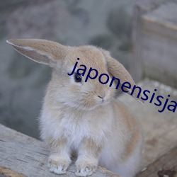 japonensisjavahd