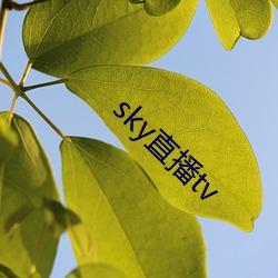 sky直播tv