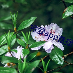 将爱app直播下载2021 （消灭）