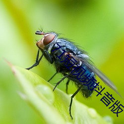 71短(duǎn)视(shì)频抖音版(bǎn)