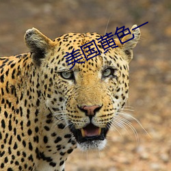 美國黃色一