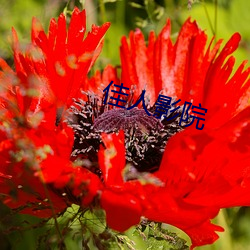 佳人影院