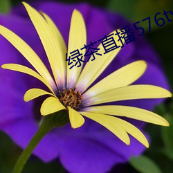 绿茶直播576tv （飞文染翰）