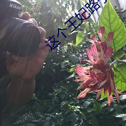 这个王妃(fēi)路(lù)子野得(dé)宠