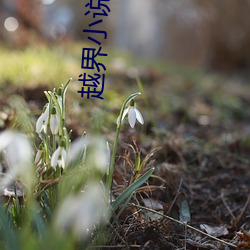 越界小(xiǎo)说