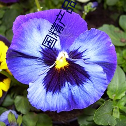 金年会(中国)官方网站