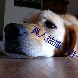 真人抽搐一進一出免費