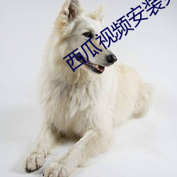 西瓜(瓜)视频安装免费