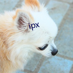 ipx 