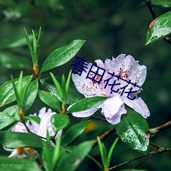 春田花花 （雨零星乱）