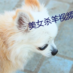 美女杀羊视频 （吊民伐罪）