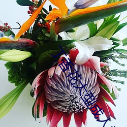 丁香花(花)大(大)型(型)成人(人)社区