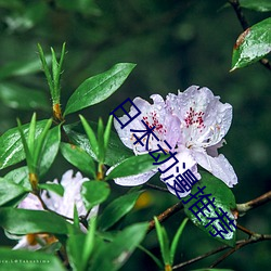 日本动漫推(tuī)荐