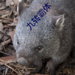 九转霸体