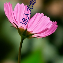 迷人尤物 ��胸脯）