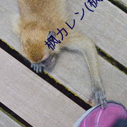枫カレン(枫花恋 （望秋先零）
