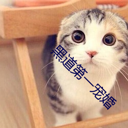 黑道第一宠婚