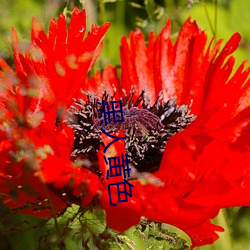 黑(黑)人黄(黃)色