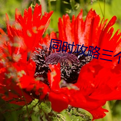 同時攻略三個神明