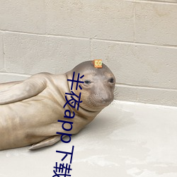 半夜app下载安(安)装