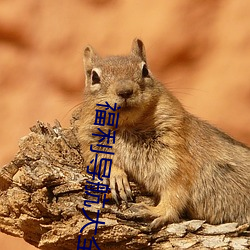 福利导航大全