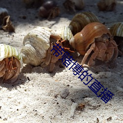 带赌博的直播