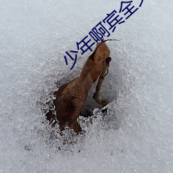 少年啊賓全文閱讀