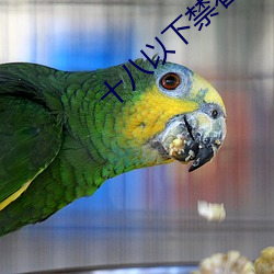 十八(八)以下禁看软件(件)