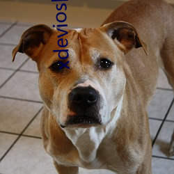 xdevios国(國)内(內)免翻(翻)