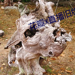 花瓣x直播舊版本
