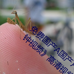 免费国(國)产(産)A国(國)产(産)片(片)高清网(網)我(我)吃你(你)扇(扇)贝三十(十)分(分)钟视(視)频高(高)清视频(頻)播放