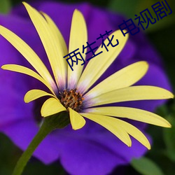 两生花 电视剧