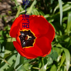 乱(亂)淫一家人