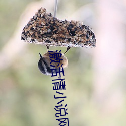 激活情小說網站入口
