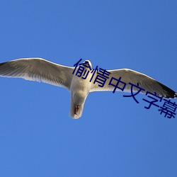 偷情中文字幕