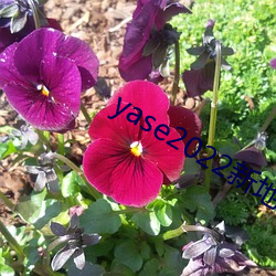 yase2022新地(地)址(址)