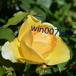 win007.c㎝