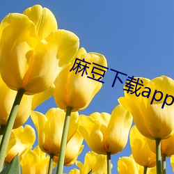 麻豆下载app官方ios （独断）