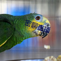 密聊直播