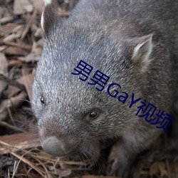 男男GaY视频