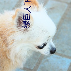 绿巨人下载app最新版免费